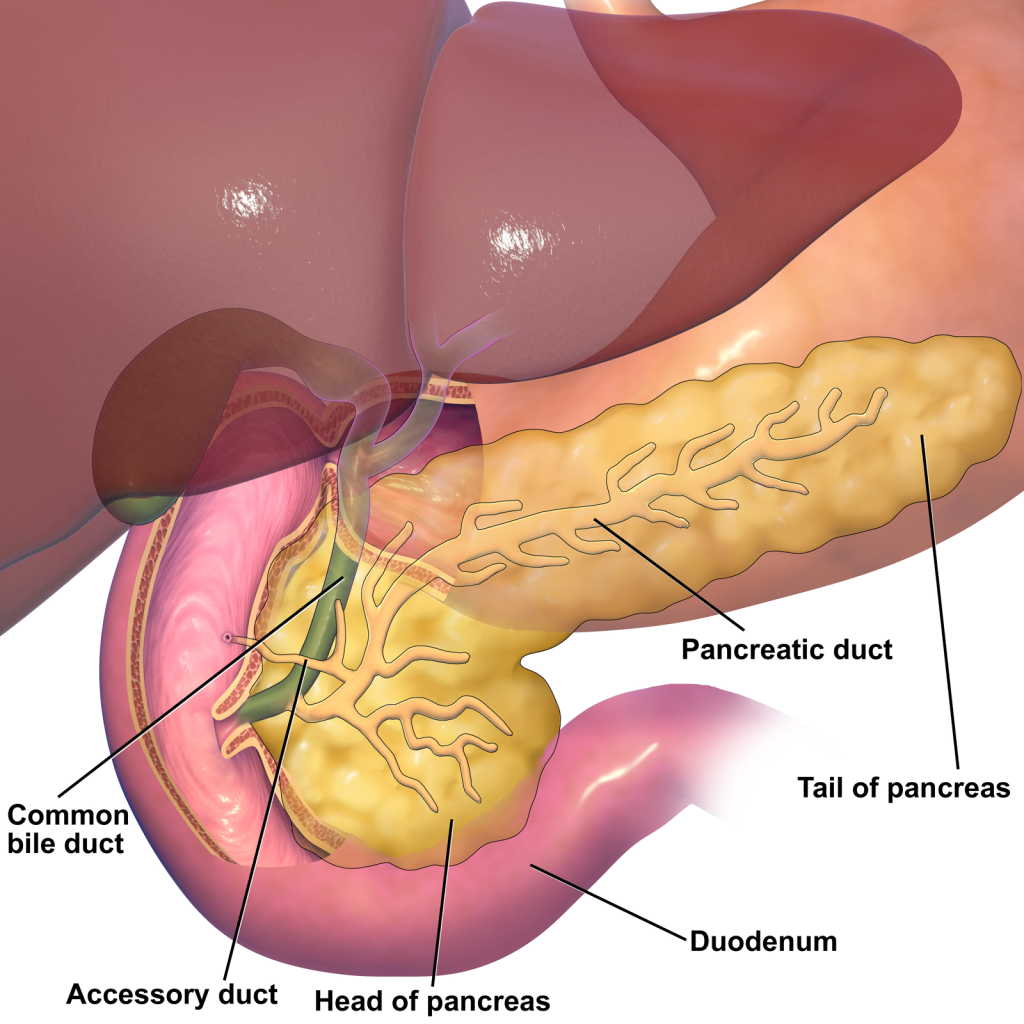 Ilustracion anatomica del pancreas